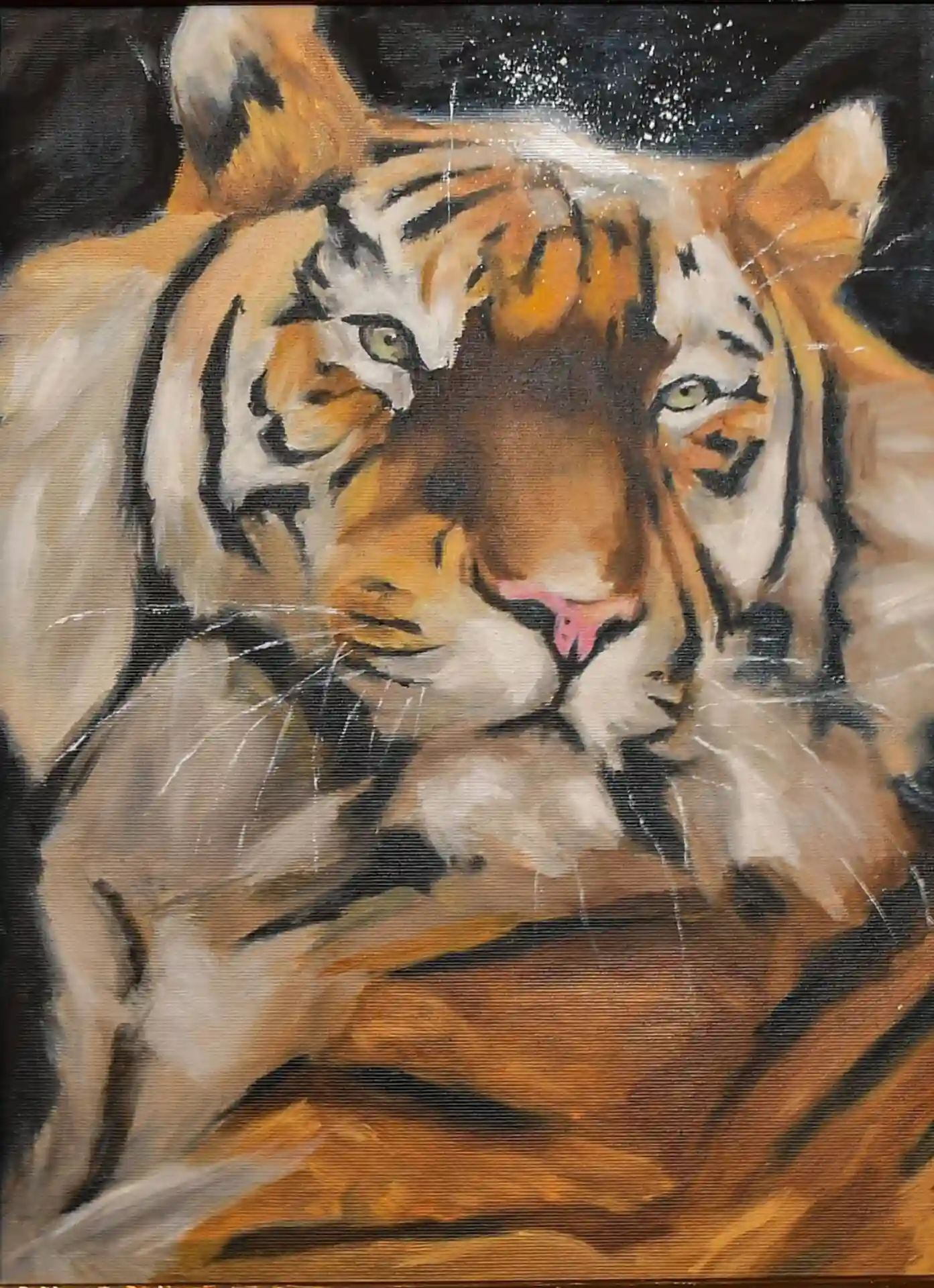 Porcukros tigris